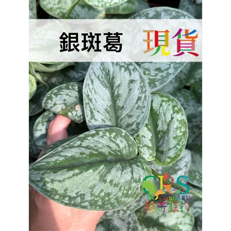 銀斑葛風水|銀斑葛風水：提升居家運勢的綠意秘訣 – 植物盆栽綠寶典